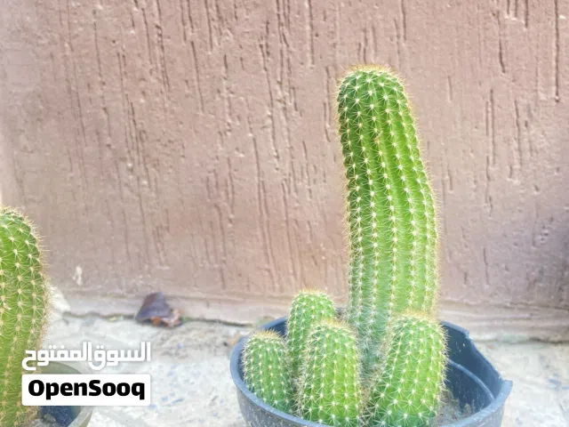 نباتات للبيع كزيوني عرض لا يفوت ولا يعوض