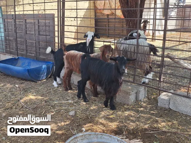 صخلات بكار من حلال بني سعيد