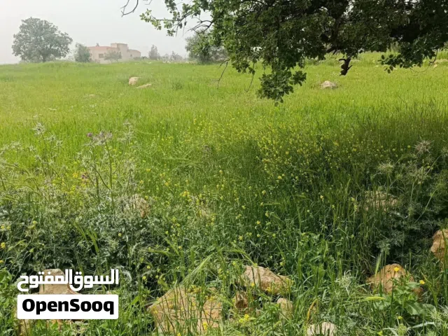 Farm Land for Sale in Zarqa Al-Alouk