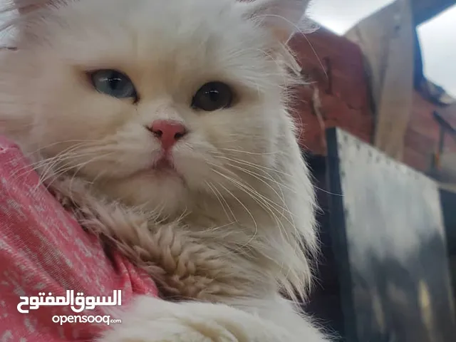 انثى شيرازي بيور فطسا عيون مختلفة ازرق وبني عمرها سنه تخلف وجاهزه لتزاوج صحتها ممتازة وشعرها كثيف