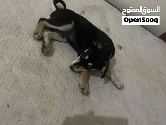 جيرمن ام هاسكي