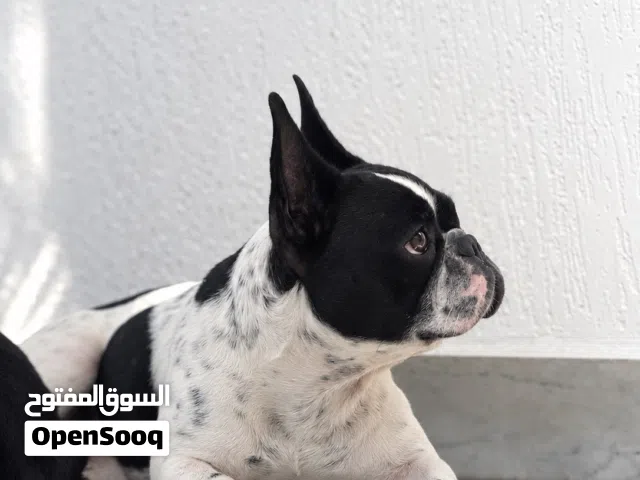 فرنش بولدق (French Bulldog