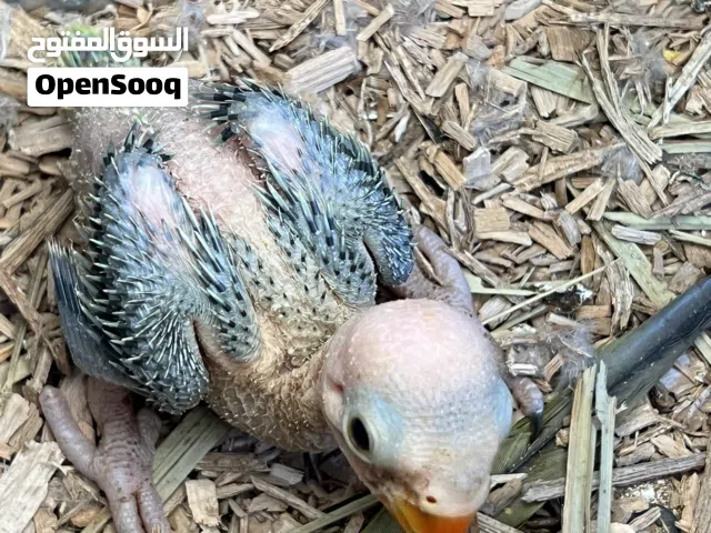 فرخ درة اخضر للبيع