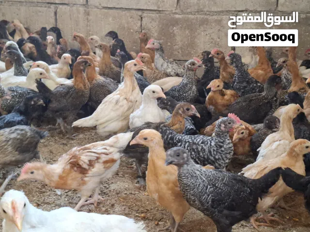 فراخ جاج بلدي صحه ونظافه ماخذات جميع المطاعيم