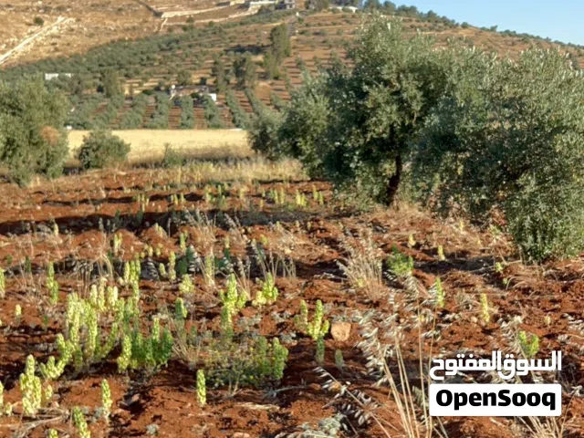 Mixed Use Land for Sale in Jerash Unaybah