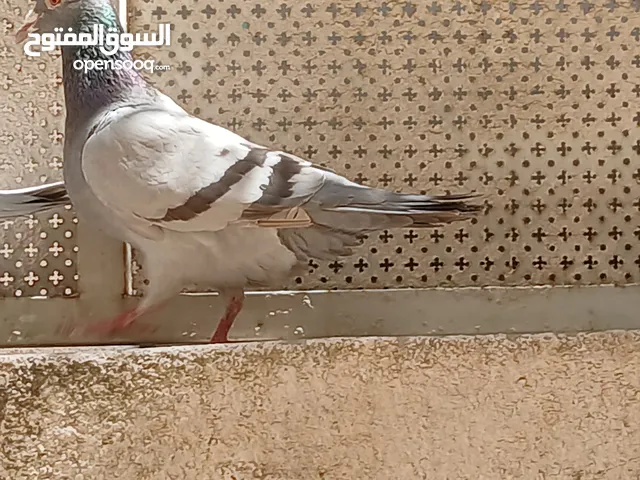 جوز حمام زاجل مع فرخ