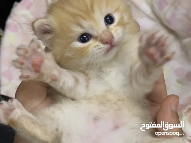 2 قطط كتنز مع امهم مرضعه