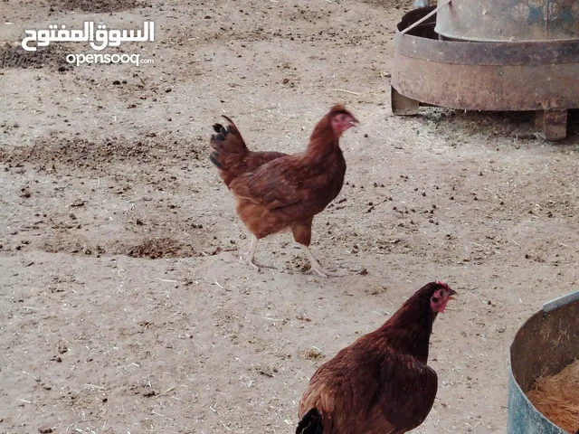 دجاج رود امريكي