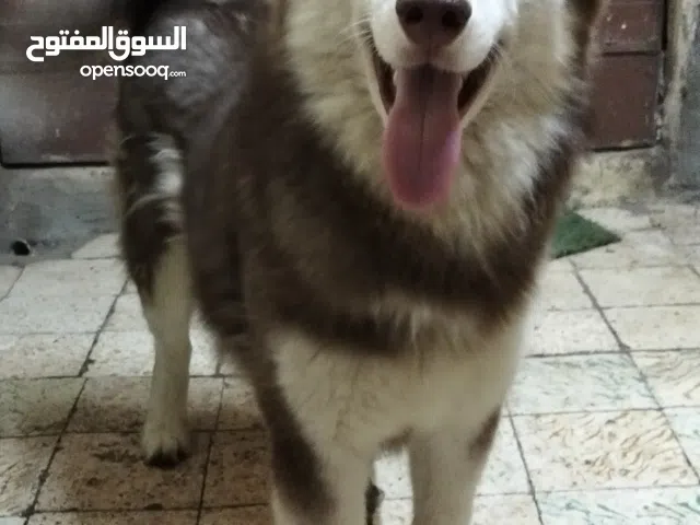 هاسكي سيبيري أقل من سنه