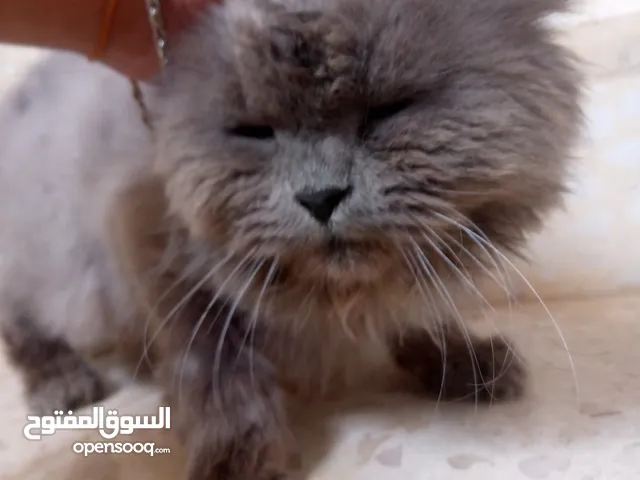 قط للبيع بسعر مناسب