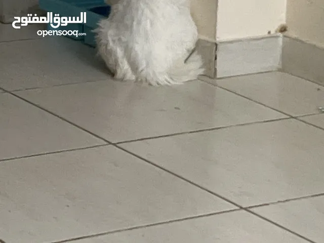 قط ابيضّ ايرانى مطعم