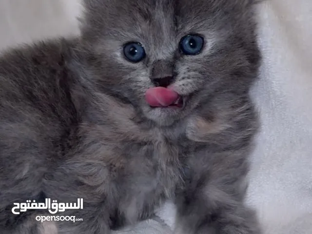 قط كتنز سكوتش فولد