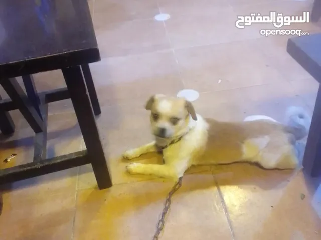 كلب ما شاله عليه كيف ما بدك بتمشيه مدرب عكليش الكلب مطيع