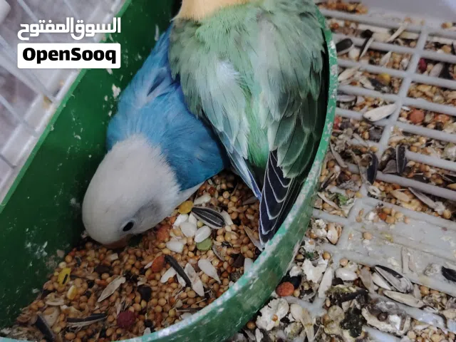 غندور فيشر اوبلاين