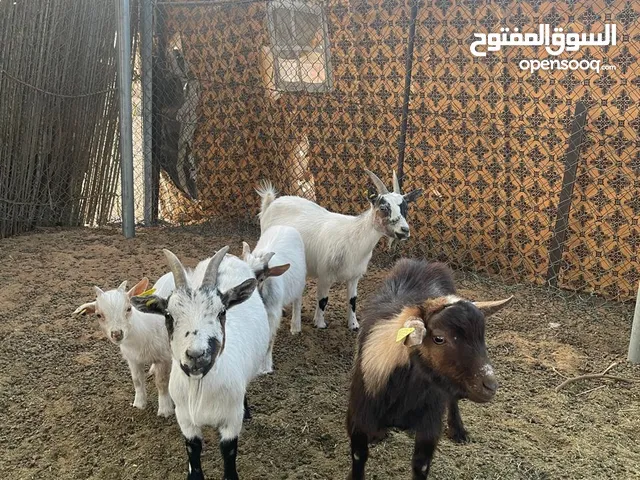الماعز القزم