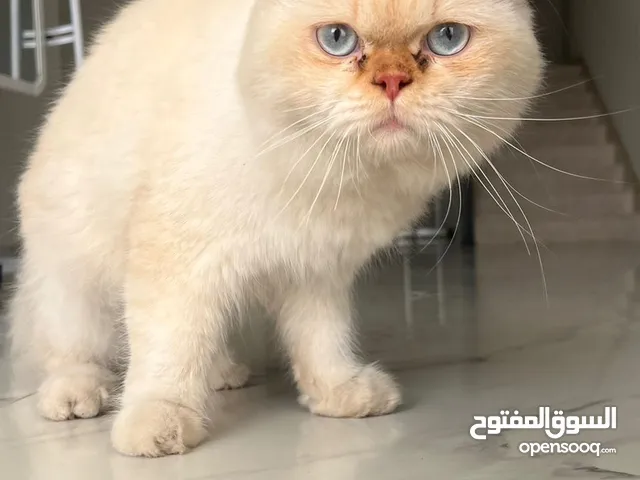 قط هملايا بيكي فيس للتزاوج