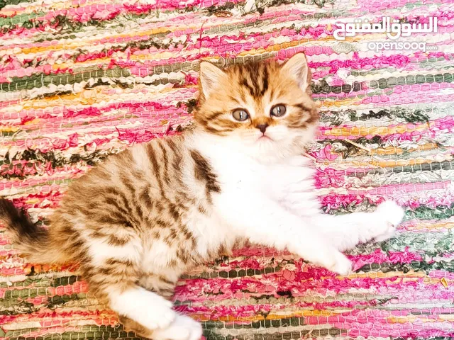 Scottish fold cat male