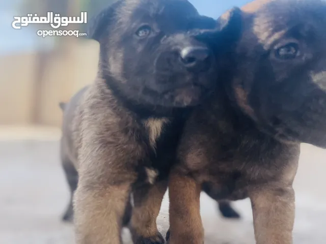 متوفر جروامي ملينوا