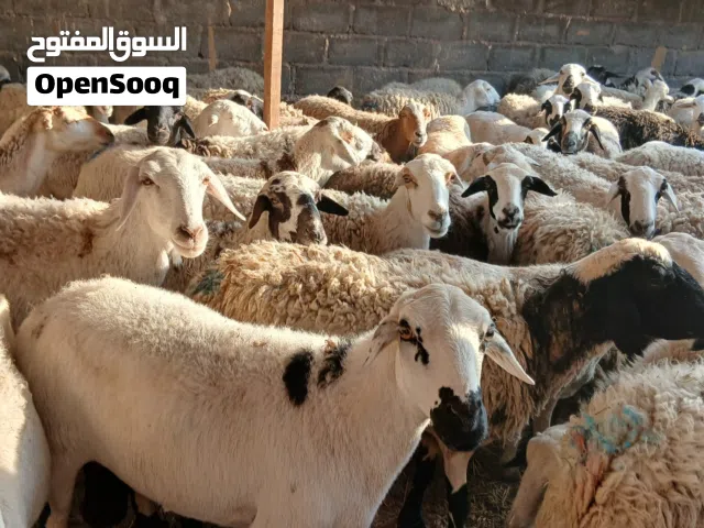 للبيع جعد سعوديات الحجم الكبير إناث كلهن ما شاء الله ممتازات لتربيه او الذبح سمينات اقل من سعر السوق