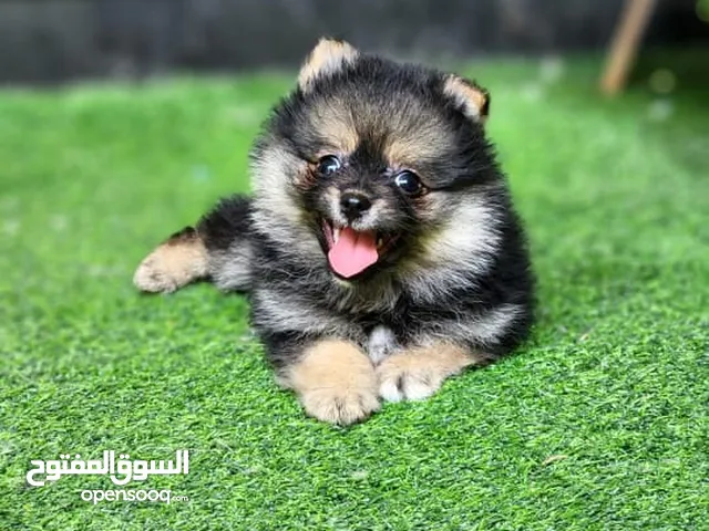 كلب بوميرينيم صغير انثى