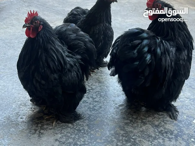 دجاج كوشن بلاك