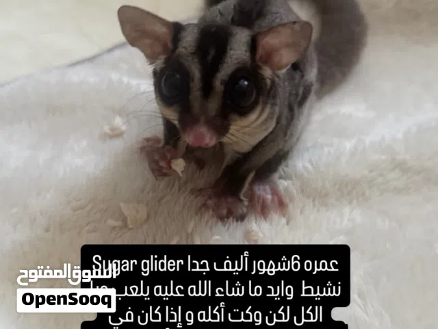 شوقر قلايدر sugar glider