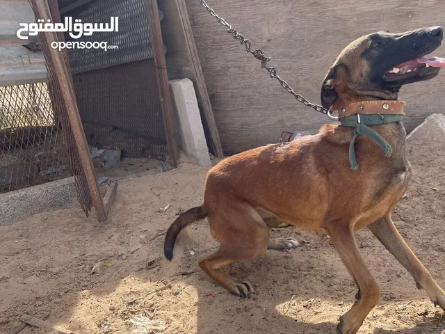 مالينوا حاجه باهيههه