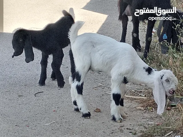 معزه شاميه مع سخله وجدي