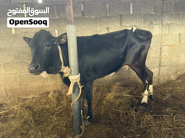 بيع أبقار محليه