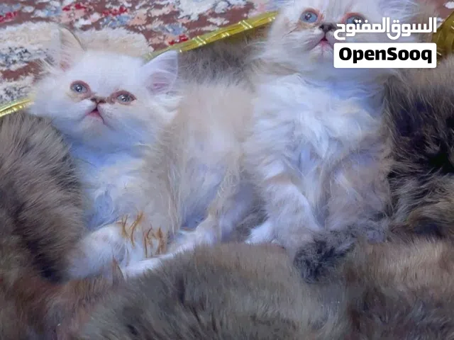 كيتين اقل من شهرين أشقر لعوب هملايا نظيف ولطيف ومحبوب للأطفال يدخل البهجة للقلب ويسلي النفس ويريحها