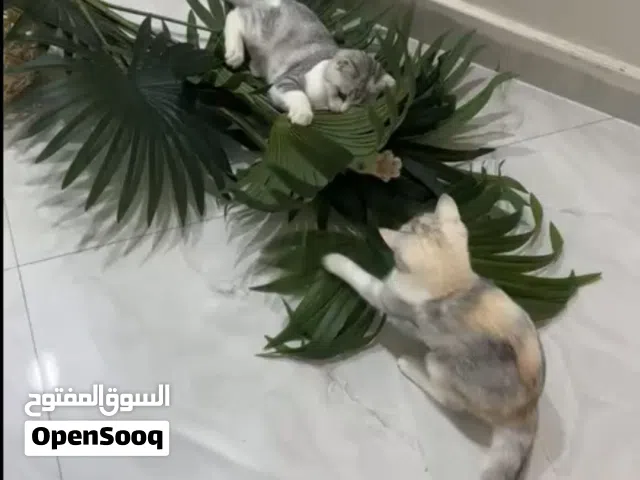 قطط للتبني