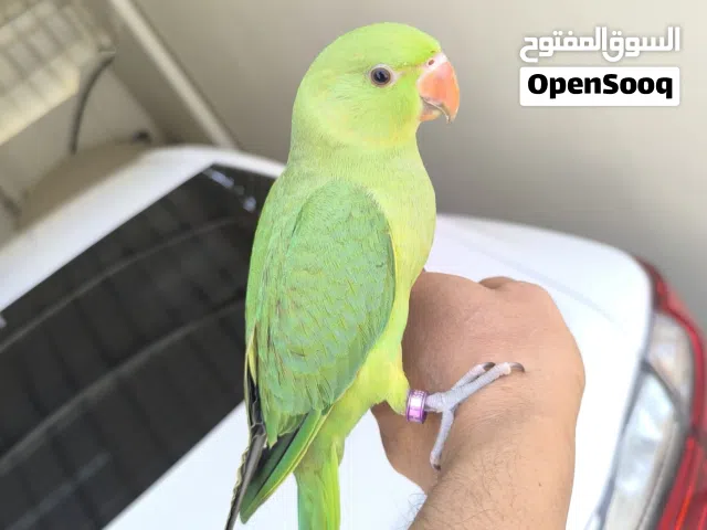 متوه وروز اليفات كثير .التفاصيل بالوصف