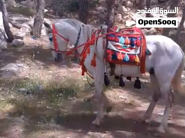 حصان للبيع عمره ست سنوات ساغ سلم