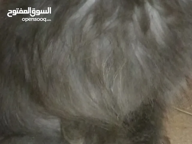 قطة شيرازي