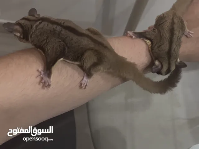 Sugar glide male and female / سنجاب طاير ذكر و أنثى