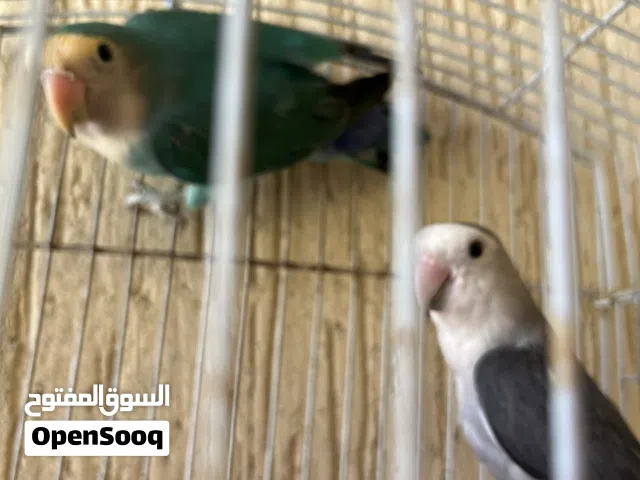 اقرأ وصف كوبيه ربي يبارك