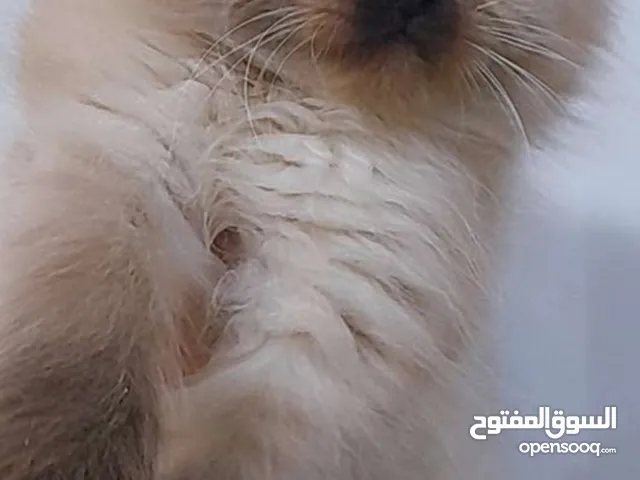 قط سيامي بيور مع سكوتش فولد ال ثنين مع بعض ماخذات اول مطعوم