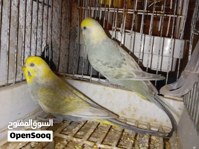 متوفر كوبي ريمبو ملكي كوبي بسم الله ما شاء الله بصوره مضمونه في الطويل من مكان زليتن سعرها 140د ومتو