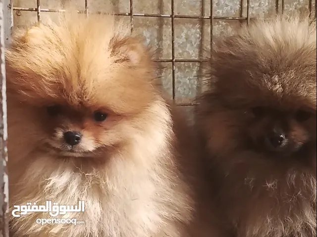 Super  ( Pomeranian )