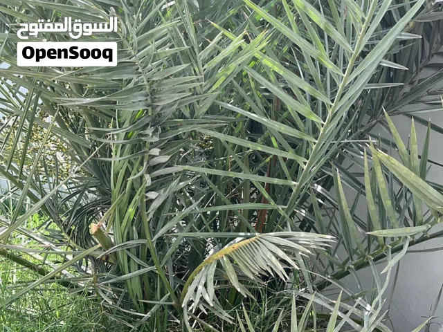 للبيع نخلة  خنيزي
