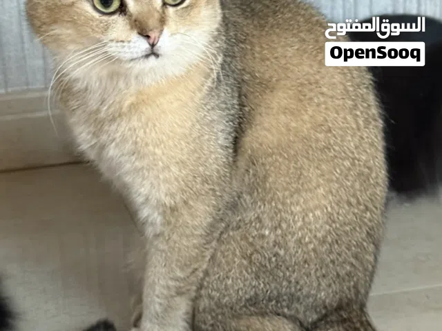 للتبني معاً – قط سكوتش فولد جولد & قطة شيرازية
