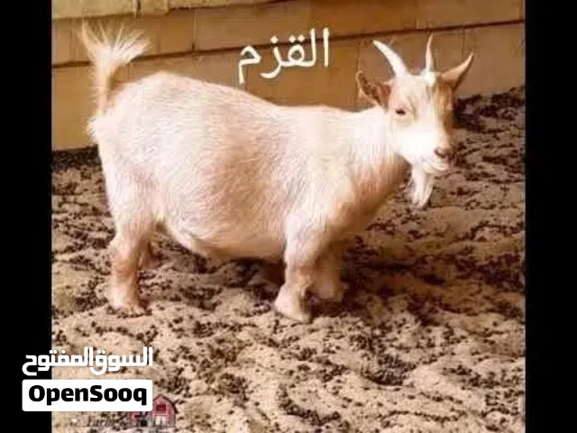 مطلوب فلبيني