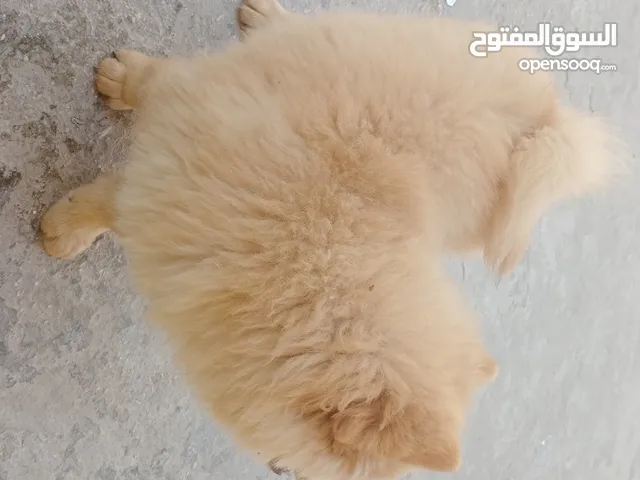 جروان ذكور اتشاو تشاو مواليد 29 3 ماخذات جميع المطاعيم وحبه الدود لعوبات بيحبن الاطفال