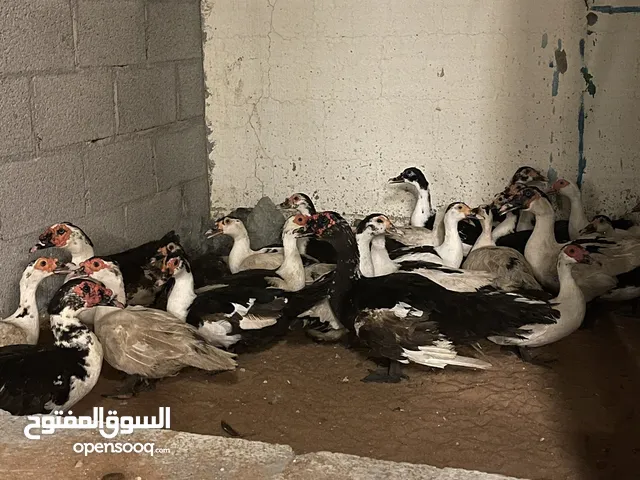 بط مصري انتاج العزبه