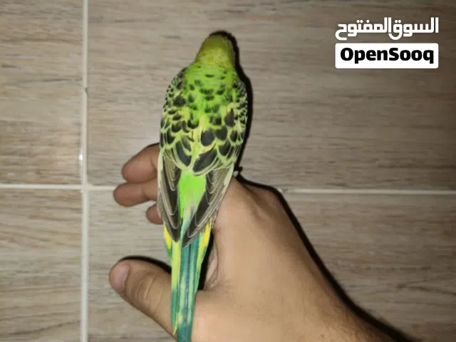 عصافير استرالي
