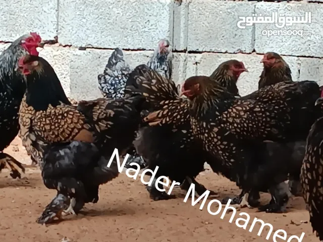 كتكوت براهما سبرايت احمر وابيض