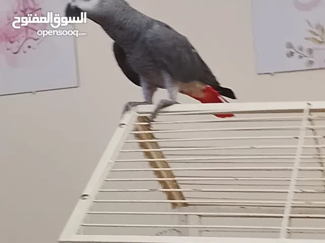بغباء عمره سنتين بصحه ممتازه ويتكلم ولا يشكي من شي
