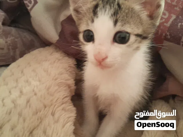 ثلاثة قطط صغيرة للتبني (ذكور)