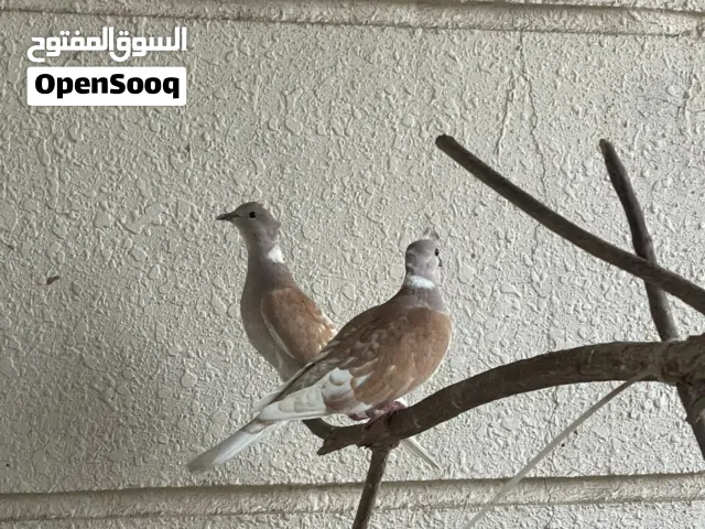 يمام دبل كروس تاج تابع الوصف قابل للتفاوض