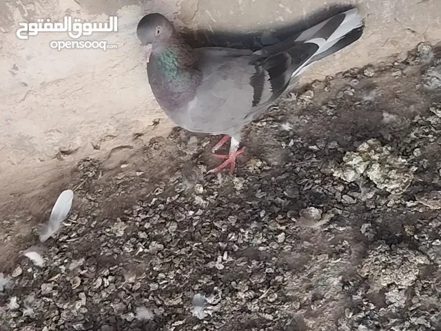 حمام للبيع كلش حلوات رسهن حلو محتاج وريد ابيعهن كلهن شلعة وحدة سعر75